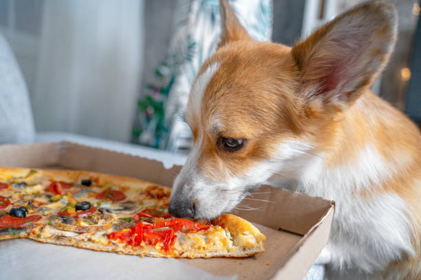Lees meer over het artikel De Impact van Overgewicht bij Honden