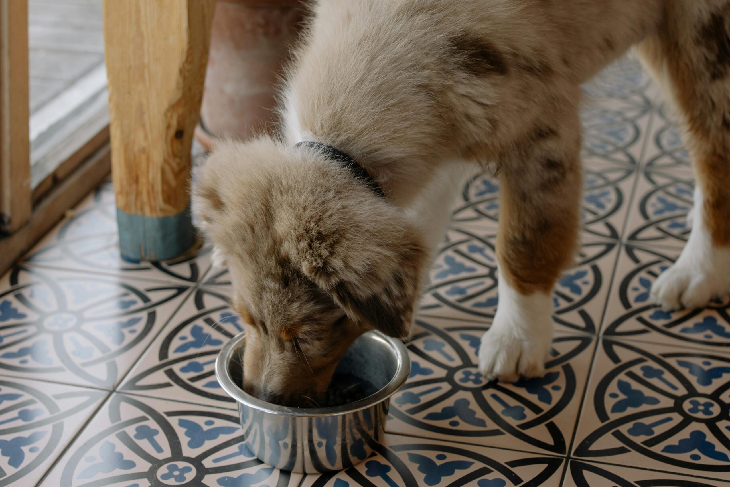 Je bekijkt nu Beste Droogvoer Voor Een Super Gezonde Hond in 2024!