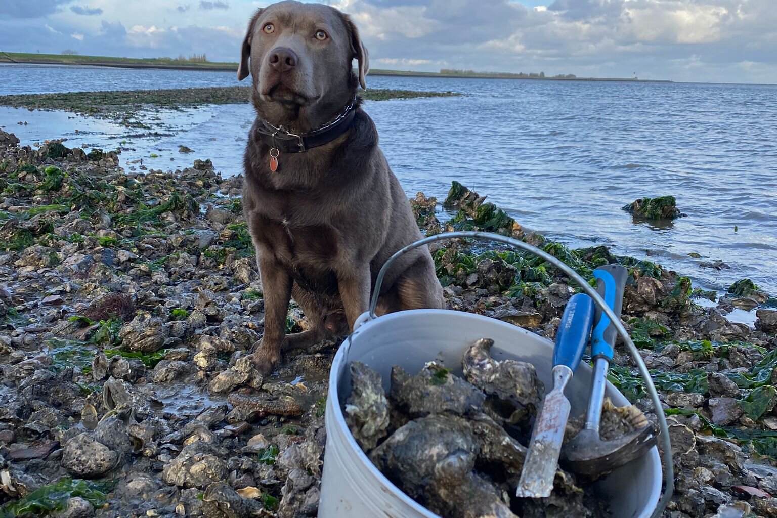 Je bekijkt nu Beste Uitstapjes Met Hond: Oesters, Strand en Eindeloos Rennen
