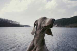 Lees meer over het artikel Superfoods voor honden