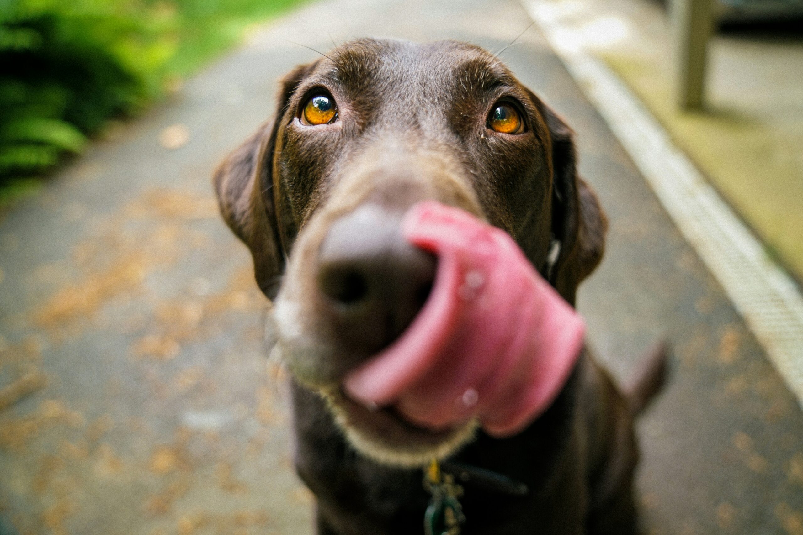 Je bekijkt nu Waarom Likken Honden Mensen?