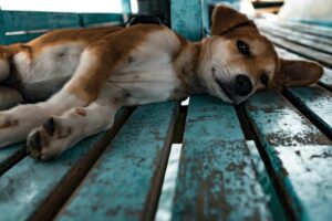 Lees meer over het artikel Herken de Tekenen van Angst bij Honden