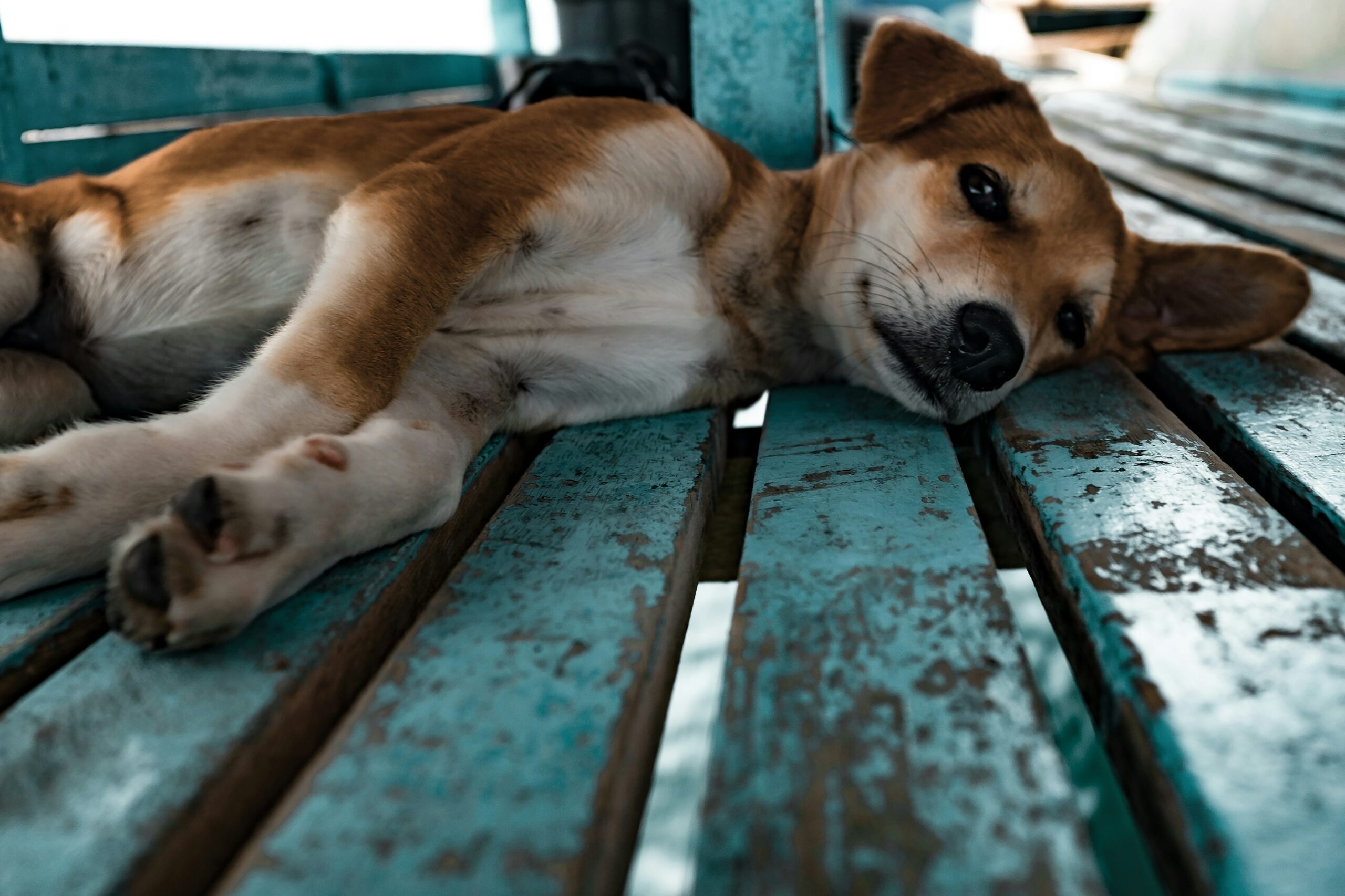 Lees meer over het artikel Herken de Tekenen van Angst bij Honden