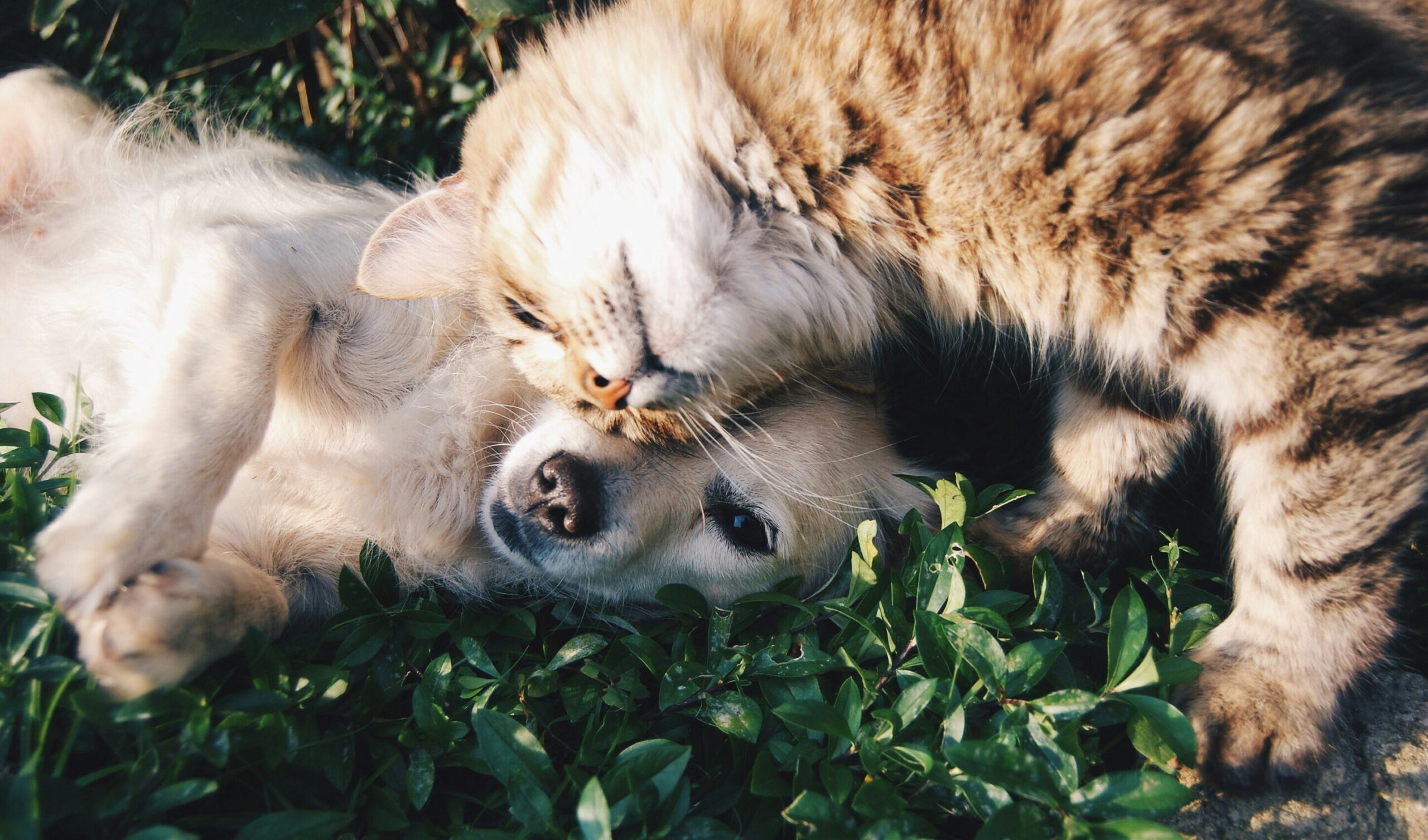 Lees meer over het artikel Seizoensgebonden Gezondheidsproblemen bij Honden