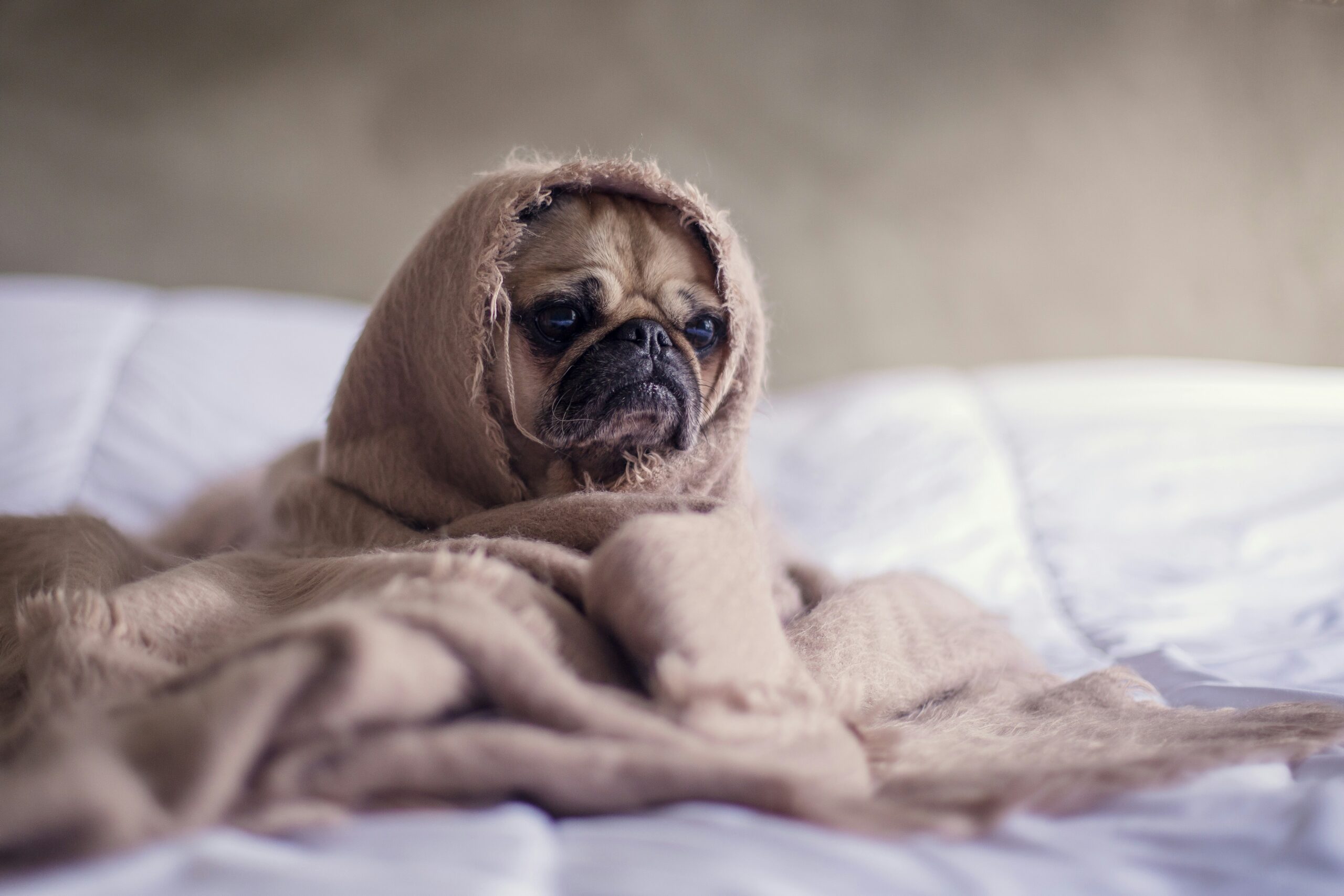 Je bekijkt nu Hoe Herken Je Tekenen van Pijn of Ongemak bij Je Hond?